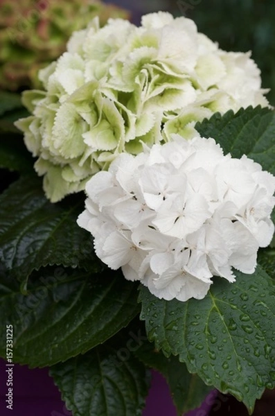 Obraz Hydrangea macrophylla in the rain