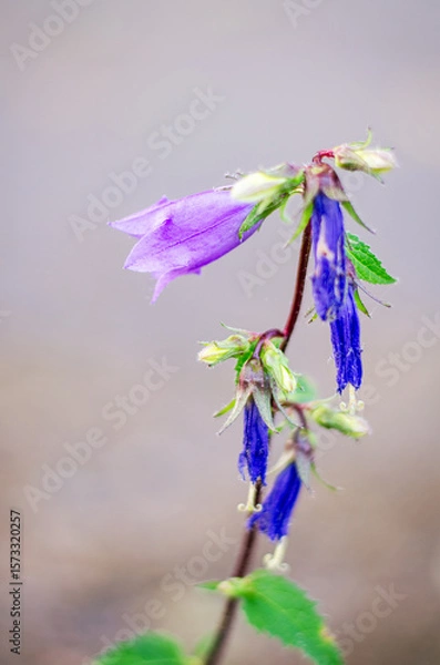 Fototapeta Blue bellflower closeup with blurred background showing delicate petals natural beauty