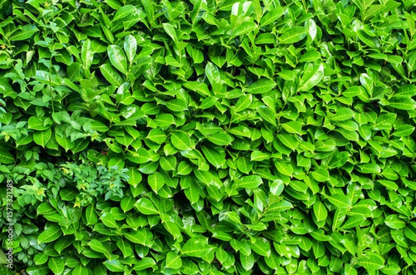 Fototapeta Leaves background with natural pattern of evergreen plant foliage green texture