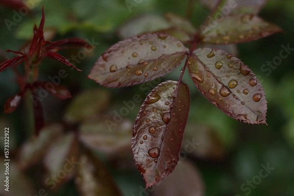 Fototapeta Close-up of red rose leaves with water droplets after rain. Natural green blurred background, soft light.