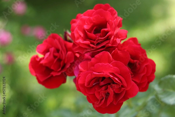 Fototapeta Close-up of vibrant red roses in full bloom on a green blurred background, symbolizing love, romance, and elegance.