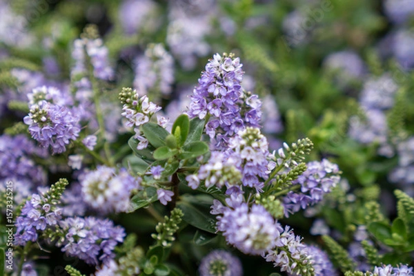 Fototapeta A purple Hebe (Veronica shrub) flower in close-up, with a natural background and summer lighting.