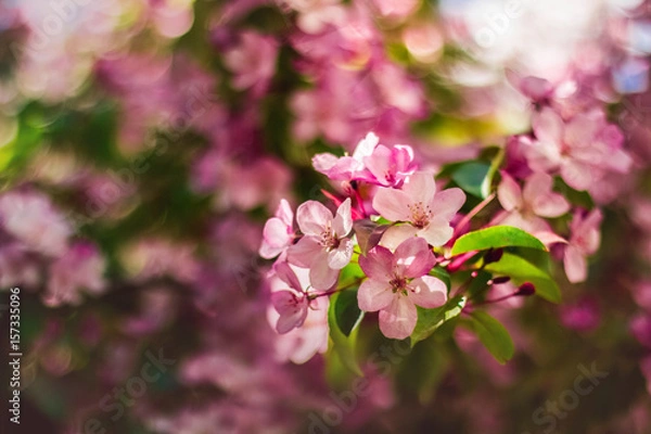 Fototapeta the flowers of the apple tree
