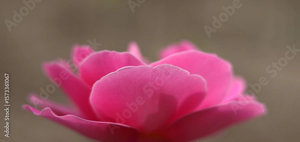 Fototapeta Soft pink rose petals in extreme close-up. Delicate texture, pastel tones, and natural curves create an abstract floral background. Ideal for beauty, nature, or romantic themes.