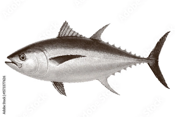 Obraz Vector illustration of tuna in black and white with vintage engraving style. Ideal for seafood labels, menus, and editorial design.  