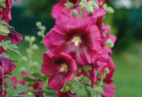 Obraz Raspberry mallow decorates the summer garden