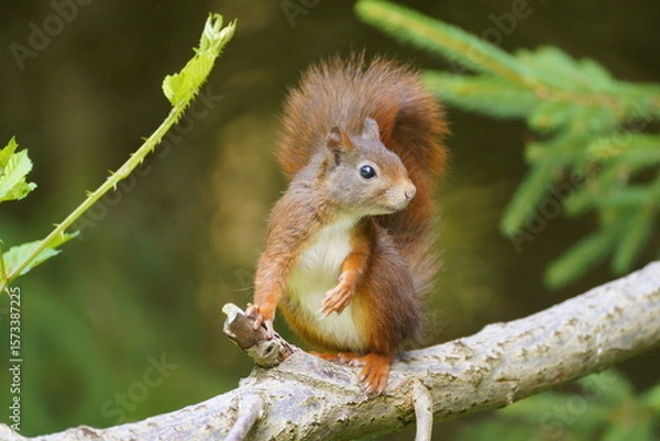 Fototapeta red squirrel