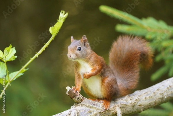 Fototapeta red squirrel