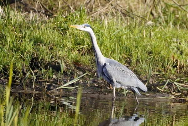 Fototapeta blue heron