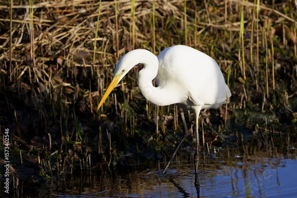 Fototapeta white egret