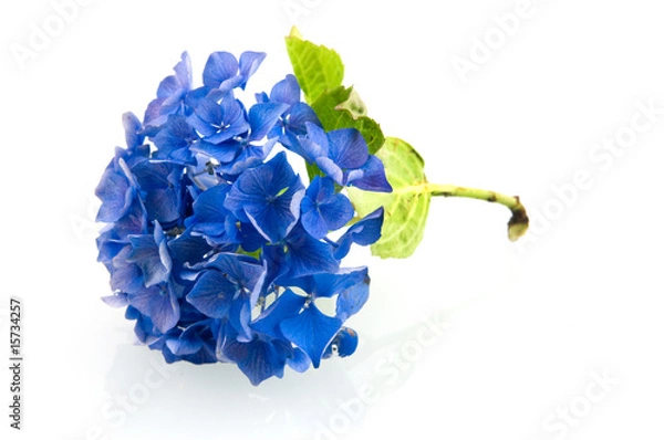 Obraz Blue hortensia hydrangea