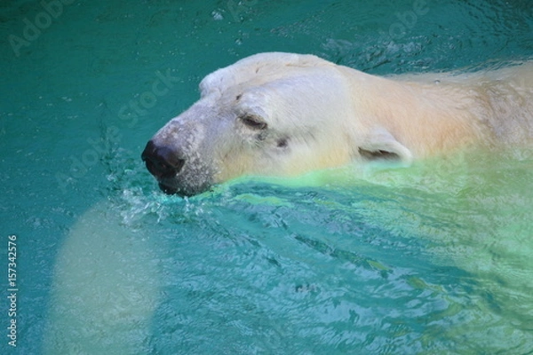 Fototapeta 泳ぐホッキョクグマ
