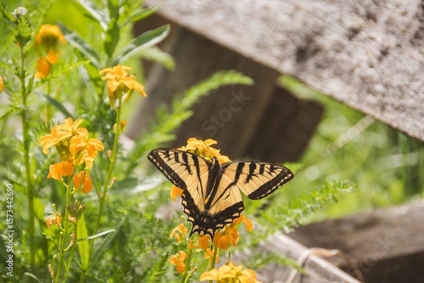 Fototapeta Flowers and a monarch butterfly in the summer sun, with a beautiful lush garden