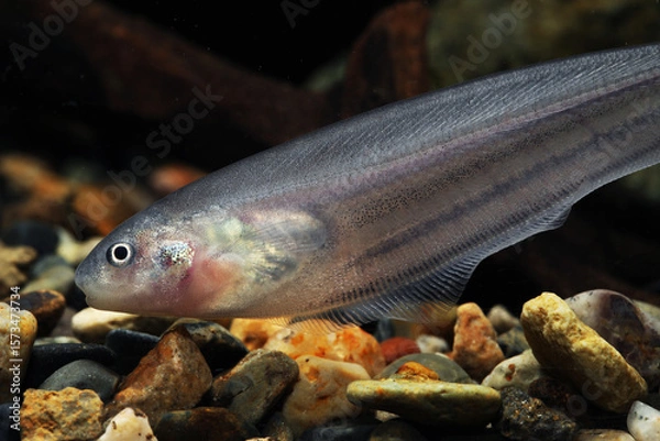 Obraz glass knifefish (Eigenmannia virescens) fish face close up