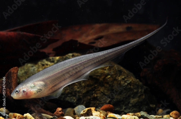 Obraz glass knifefish (Eigenmannia virescens) in aquarium