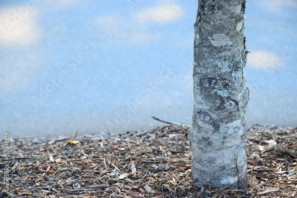 Obraz Tree to Side in Mulch