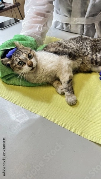 Fototapeta Vet clinic setting where a cat receives care on a table covered with a yellow towel, with a veterinarian gently handling the animal for examination