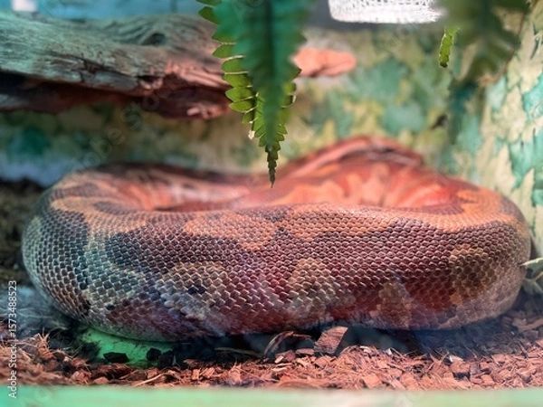 Fototapeta Colorful snake resting on the ground with natural decor and soft light in a terrarium environment