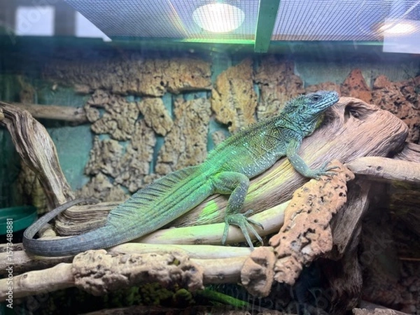 Fototapeta Lizard resting on a log in a terrarium habitat featuring natural decor and protective glass enclosure