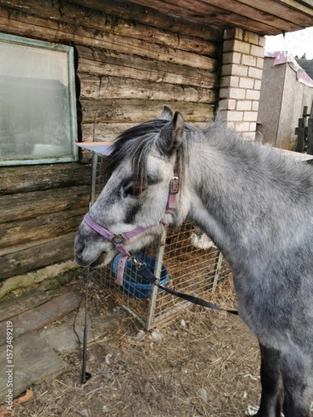 Fototapeta Gray pony stands by rustic wooden structure in rural setting, showcasing its calm demeanor during a sunny afternoon