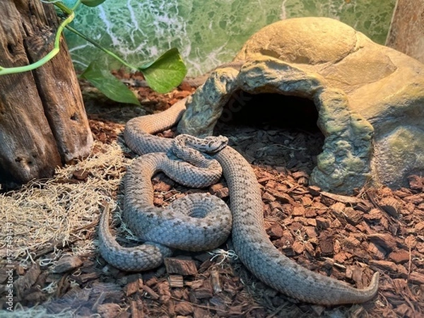 Fototapeta Snake resting inside a natural habitat with rocks and plants in a terrarium at a local nature center during the afternoon