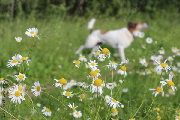 Fototapeta Dog frolics in a field of daisies under bright daylight in a serene natural setting