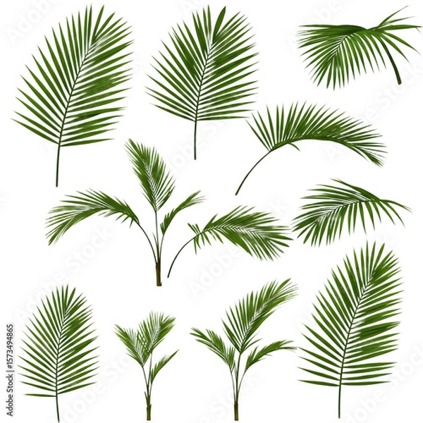 Obraz palm tree isolated on white