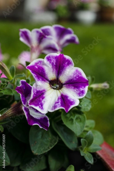 Obraz Petunia
