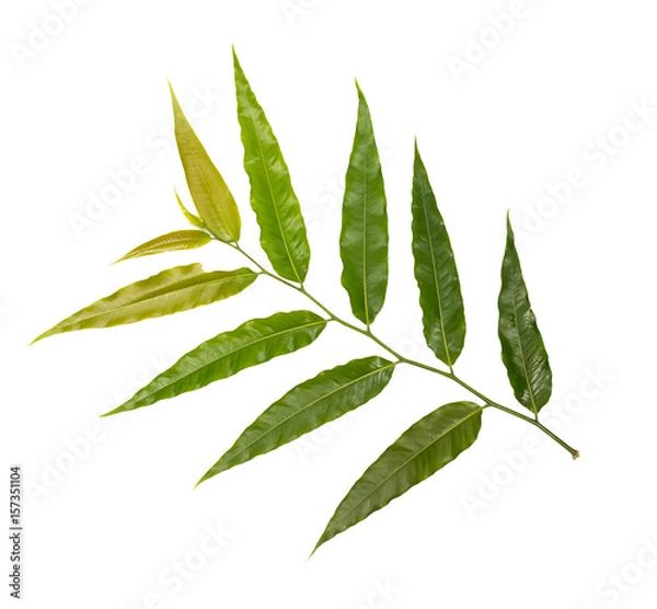 Fototapeta  leaves isolated on white background (leaf)