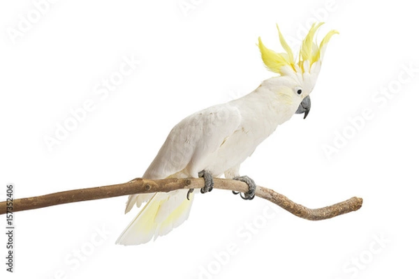 Fototapeta Kakadu czubata siarki, Cacatua galerita siedzący przed białym tle.