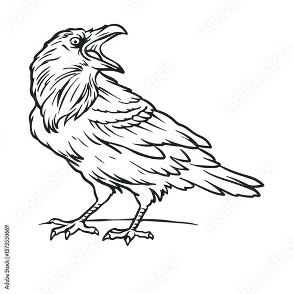 Obraz raven vector illustration. Drawing. Outline. Simple