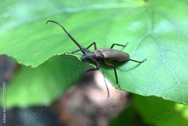 Obraz Aegosoma sinicum male. Coleoptera Cerambycidae. Body length is 3-5cm, active in summer, eating plant leaves and bark. This insect is edible.