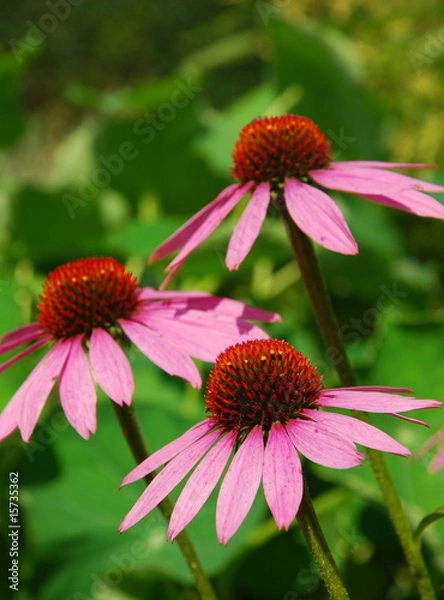 Obraz Echinacea purpurea