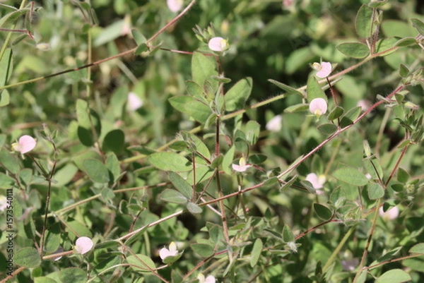 Fototapeta American Hookfruit Trefoil, Acmispon Americanus Variety Americanus, an enchanting native synoecious annual displaying solitary racemose inflorescences during late Spring in the Santa Monica Mountains.