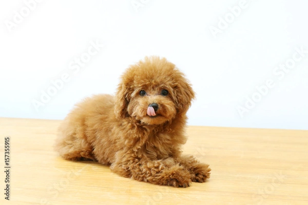 Obraz トイプードル