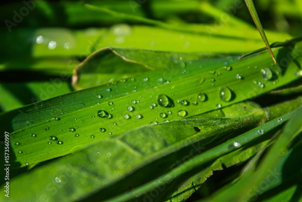 Obraz Large transparent clean raindrops lie on long green grass close up