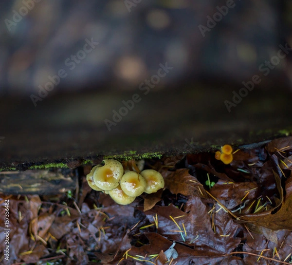 Obraz Mushrooms and a Blurry Tree