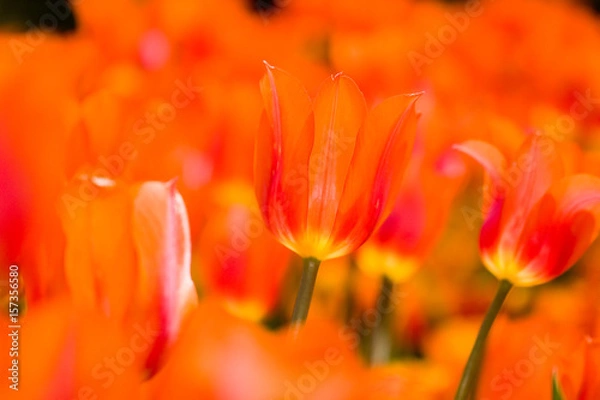 Obraz Orange Flowers