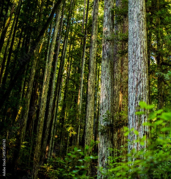 Obraz Redwood Trees
