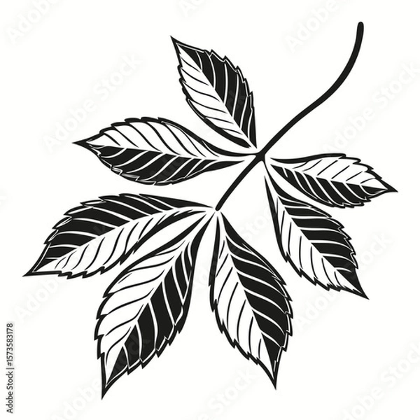Obraz Detailed chestnut leaf illustration