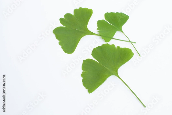 Fototapeta 銀杏の若葉 白背景