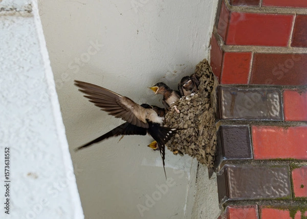 Obraz 餌やりをする親ツバメとヒナたち