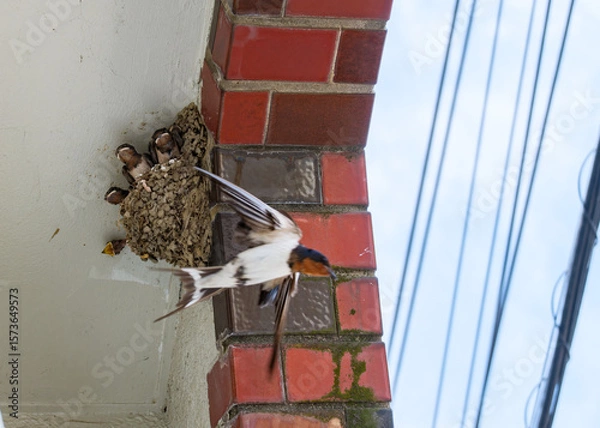 Fototapeta 餌やりをする親ツバメとヒナたち