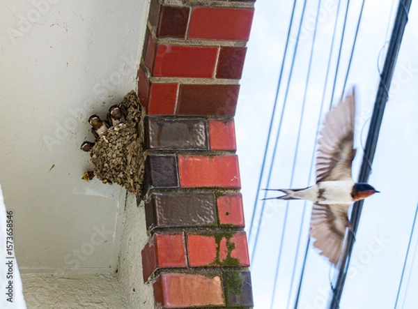 Obraz 餌やりをする親ツバメとヒナたち