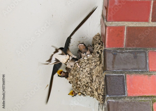 Fototapeta 餌やりをする親ツバメとヒナたち