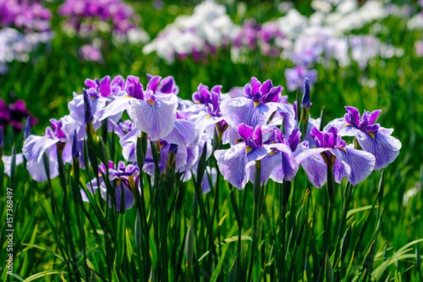 Fototapeta 菖蒲の花