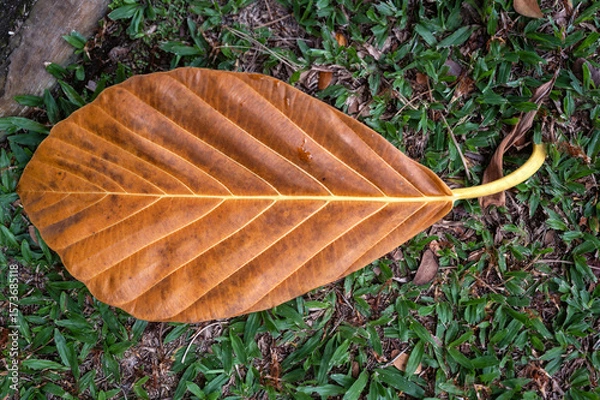 Obraz Closeup of a Wet Autumn Leaf on Green Grass.