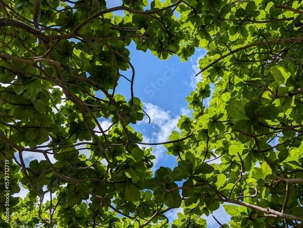 Fototapeta 緑の木陰から見上げた空