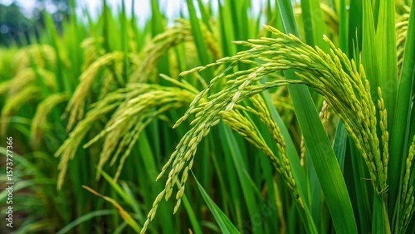 Fototapeta Green rice plant with long
