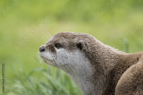 Obraz Eurasian otter